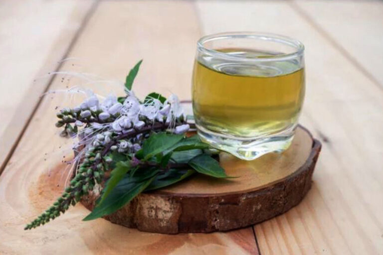 Bisa Diolah Jadi Teh 3 Cara Mengolah Tanaman Kumis Kucing Menjadi Minuman Herbal Hingga Ekstrak Minyak