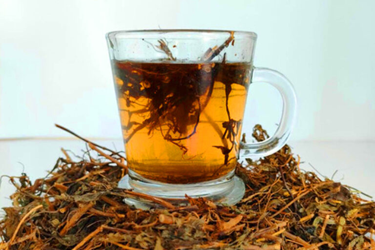 Minuman Herbal Teh Kumis Kucing Begini Cara Mengolah Tanaman Kumis Kucing Jadi Teh Herbal