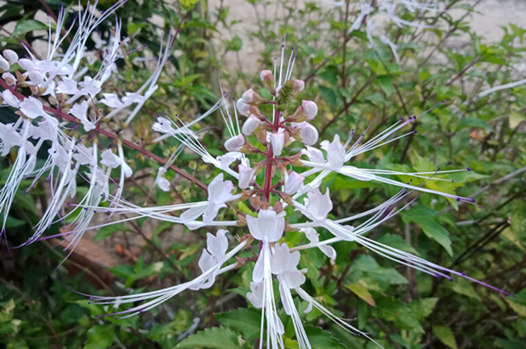 Tumbuhan Herbal 5 Khasiat Tanaman Kumis Kucing Untuk Kesehatan Hingga Pengobatan yang Perlu Anda Ketahui