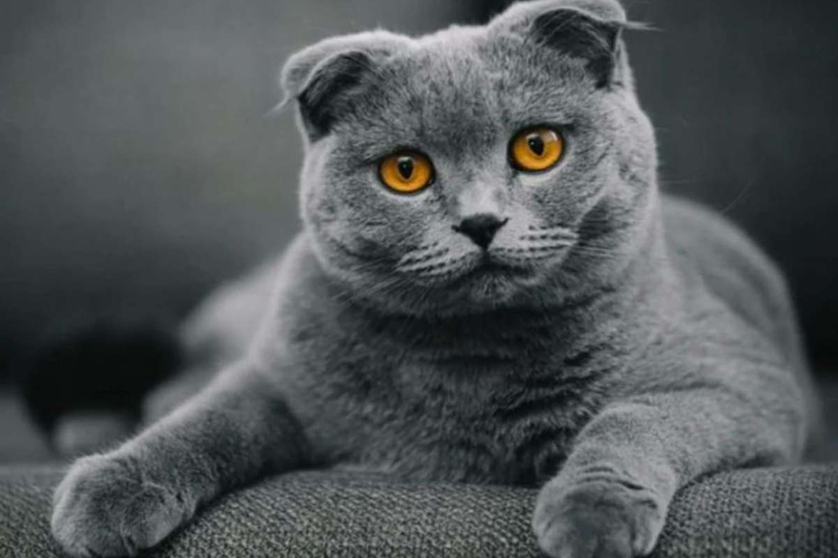 Scottish Fold Cat
