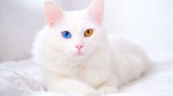 Dijuluki Kucingnya Para SULTAN! Ini 15 Ras Kucing TERMAHAL di Dunia, Nomor 1 Harganya TEMBUS 2 Miliar