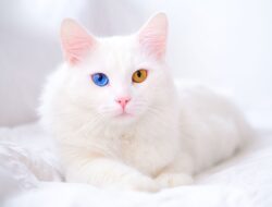 Dijuluki Kucingnya Para SULTAN! Ini 15 Ras Kucing TERMAHAL di Dunia, Nomor 1 Harganya TEMBUS 2 Miliar