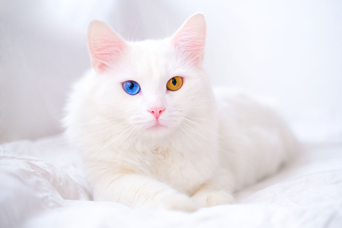 Dijuluki Kucingnya Para Sultan Ini 15 Ras Kucing Termahal di Dunia, Nomor 1 Harganya Tembus 2 Miliar