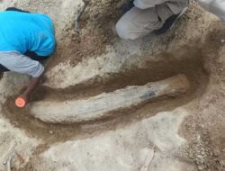 Fosil Gading Gajah Purba Berusia Ratusan Ribu Tahun Ditemukan Warga Blora di Sungai Bengawan Solo