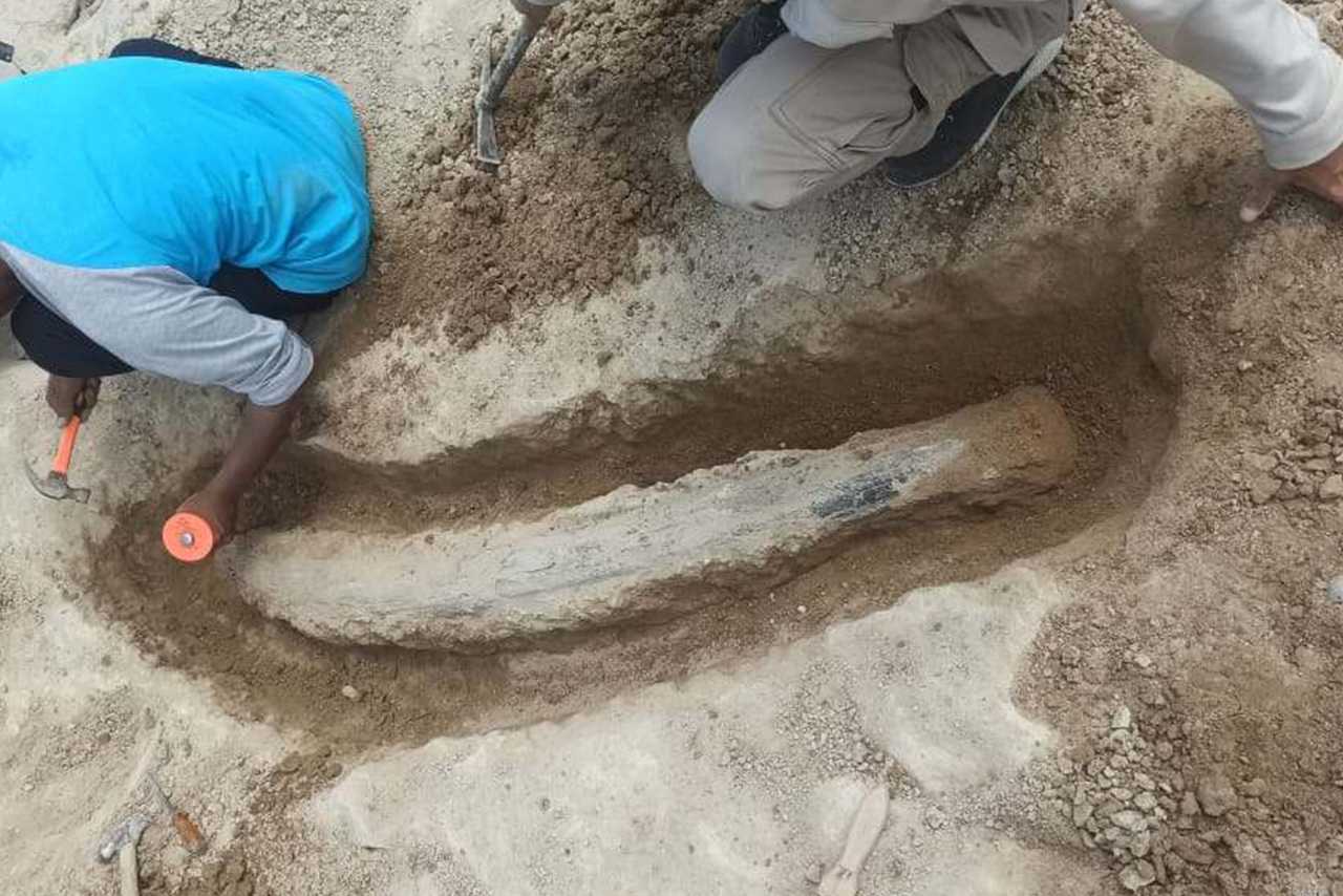Fosil Gading Gajah Purba Berusia Ratusan Ribu Tahun Ditemukan Warga Blora di Sungai Bengawan Solo