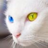 khao-manee-kucing-termahal-di-dunia-harganya-setara-30-kali-gaji-pns-golongan-ive