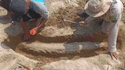 Mengejutkan Fosil Gading Gajah Purba Ditemukan Warga Blora di Sungai Bengawan Solo Cepu