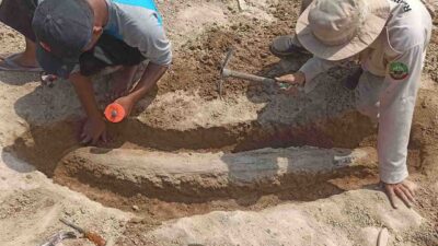 MENGEJUTKAN! Fosil Gading Gajah Purba Ditemukan Warga Blora di Sungai Bengawan Solo Cepu