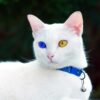 punya-mata-bak-berlian-khao-manee-kucing-termahal-di-dunia-harganya-setara-30-kali-gaji-pns-golongan-ive