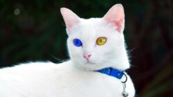 Punya Mata Bak Berlian Khao Manee Kucing Termahal di Dunia Harganya Setara 30 Kali Gaji PNS Golongan IVe