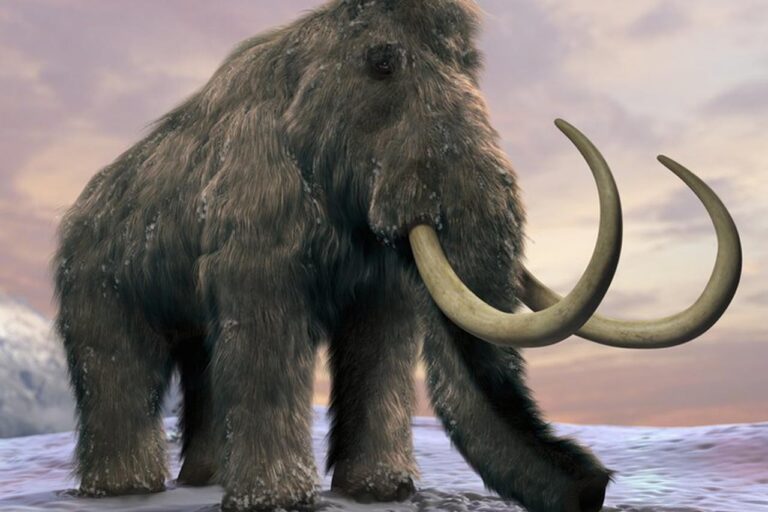 Warga Blora Temukan Fosil Gading Gajah Purba di Sungai Bengawan Solo Cepu Ini Penampakannya